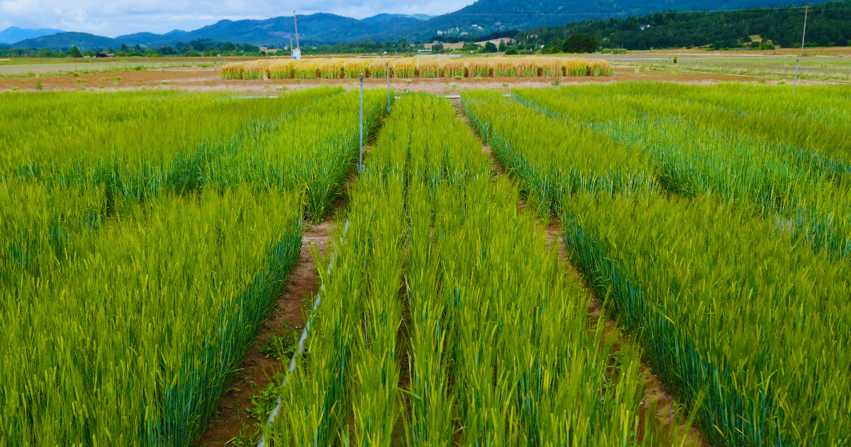 مشروع استنبات الشعير