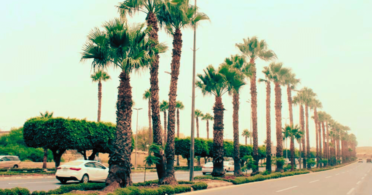 غرس النخيل في المدن المغربية