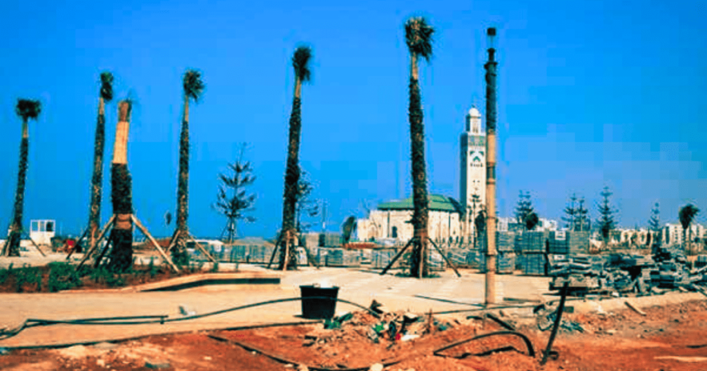 غرس الأشجار بالمغرب