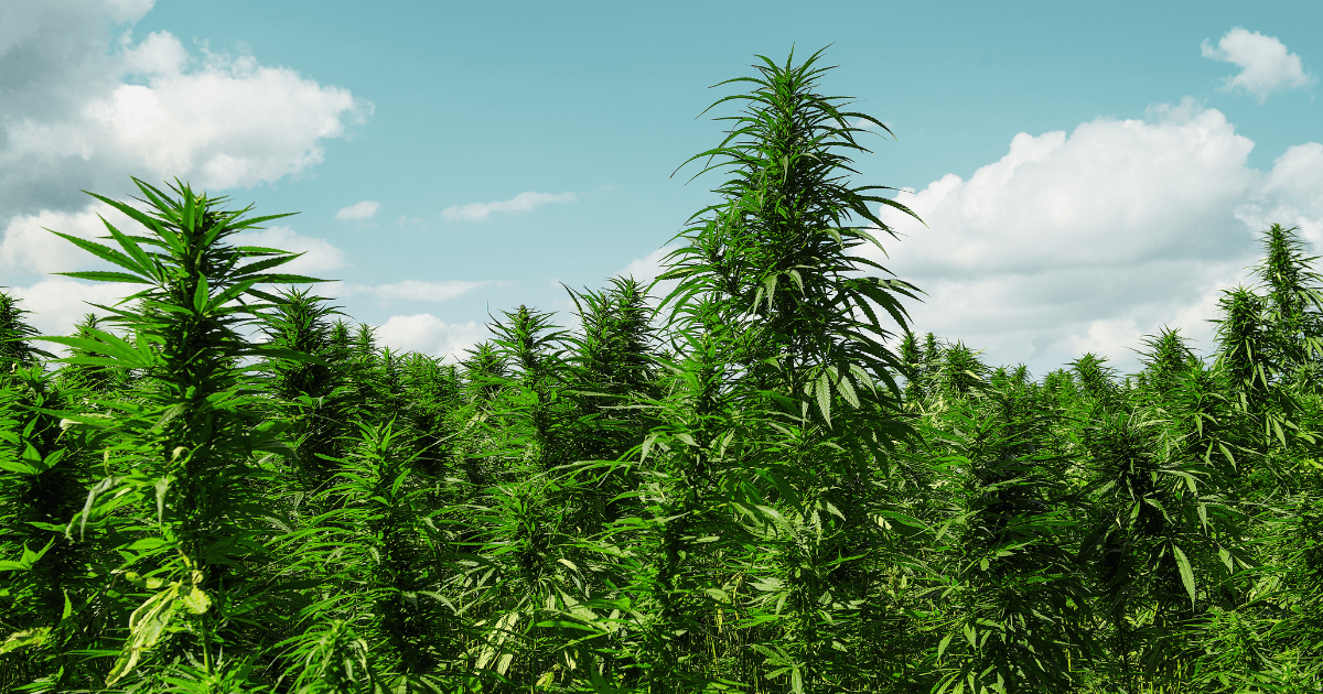 القنب الهندي بالمغرب