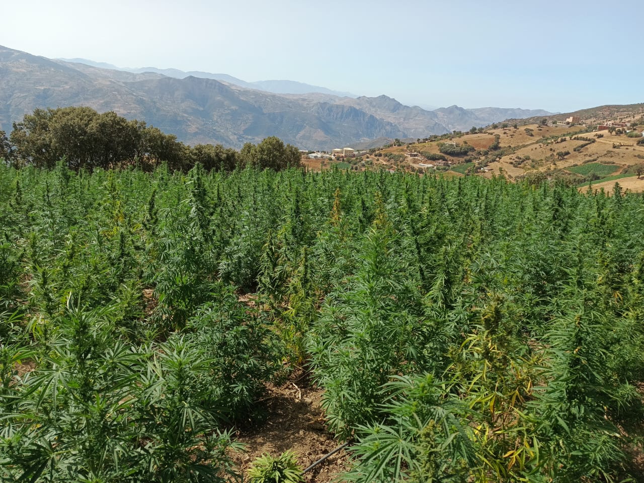 مزارعي الكيف