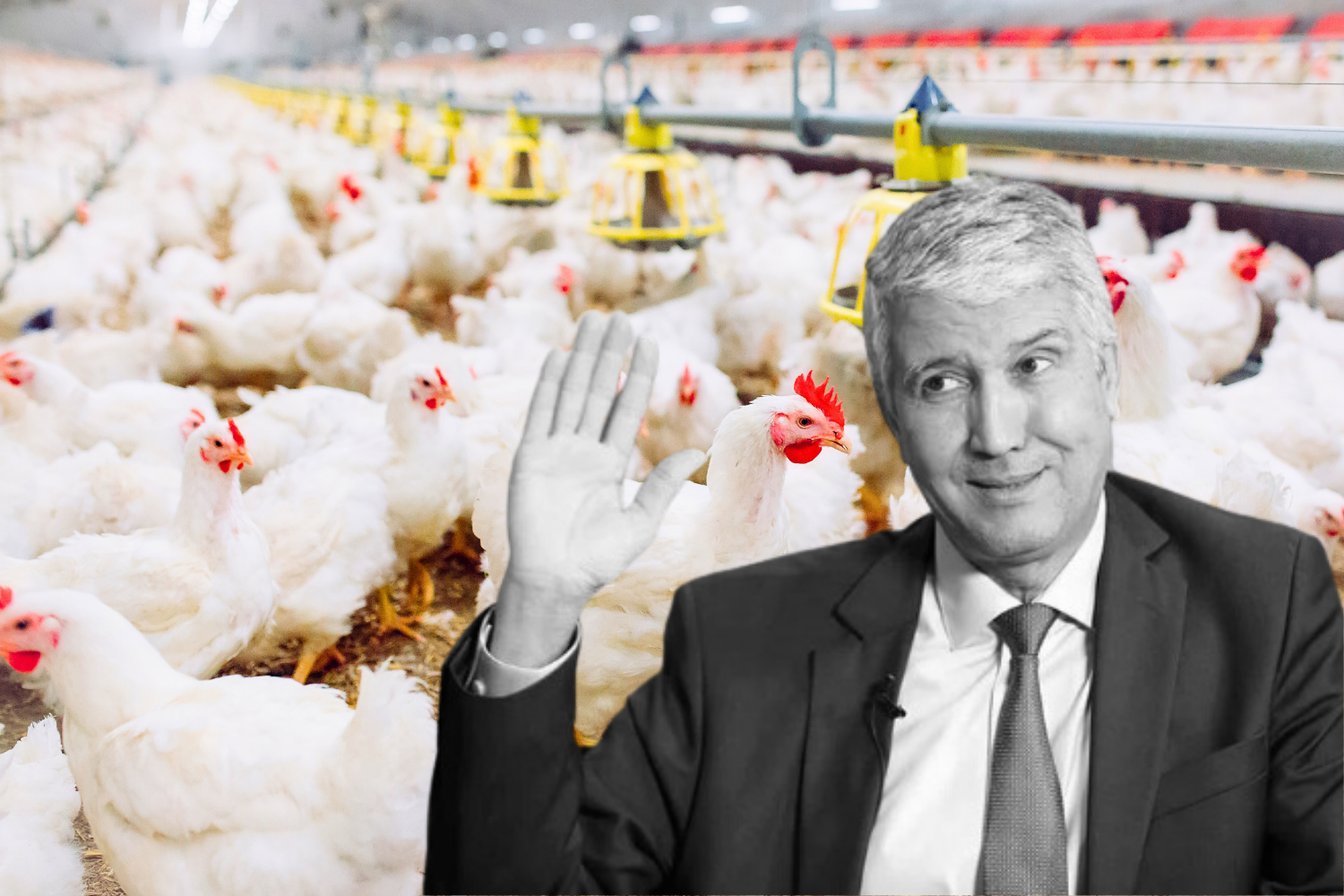 غلاء الدجاج