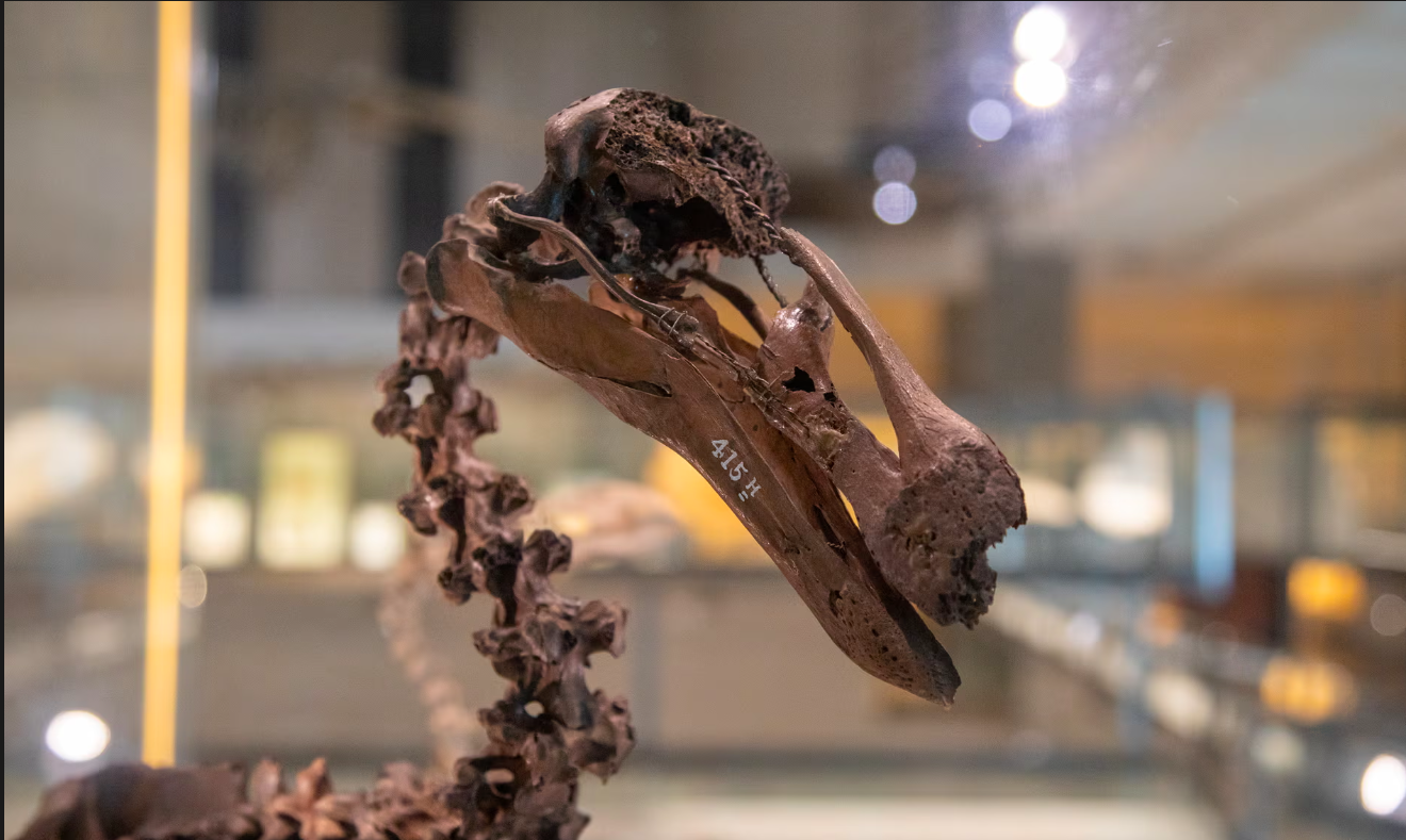 الذكاء الاصطناعي