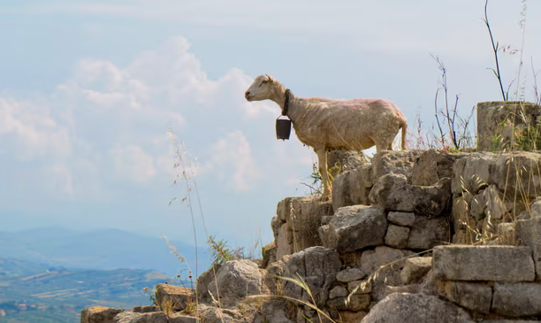 الماعز والكلاب..علماء يدرسون تنبؤها بالزلازل و البراكين
