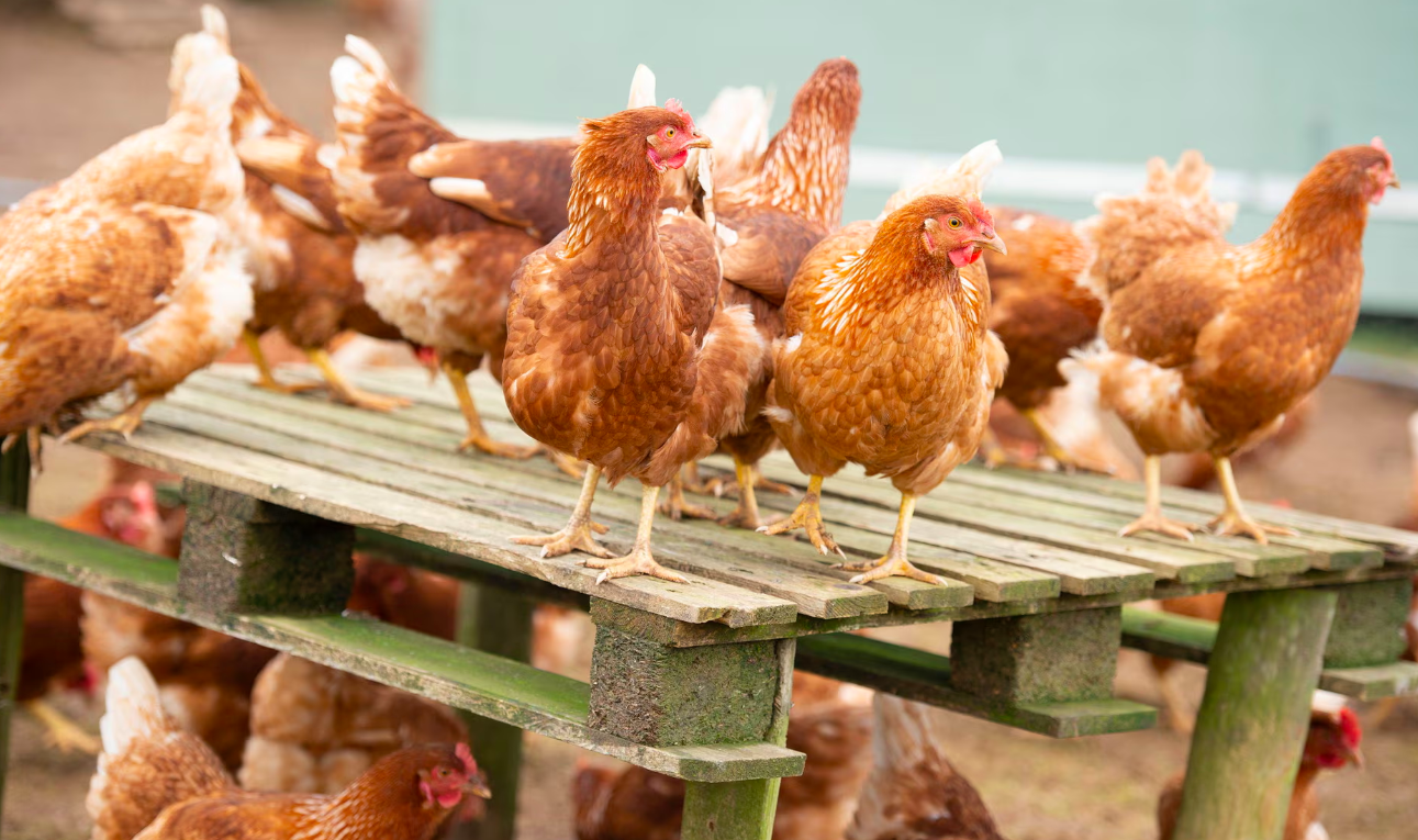 إنفلونزا الطيور