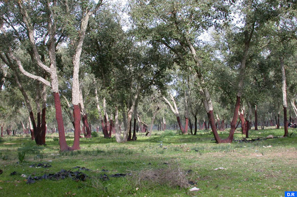 غابات المغرب